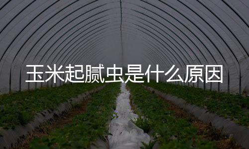 【】主要发生在玉米抽穗期