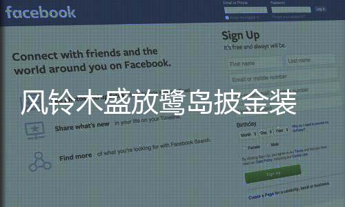 【】木盛黄花风铃木热烈绽放